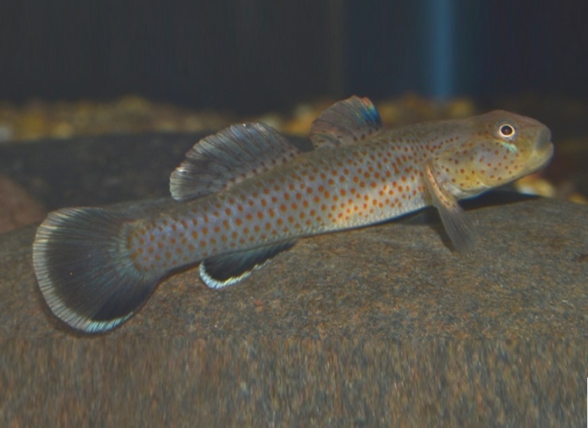 Rhinogobius rubromaculatus