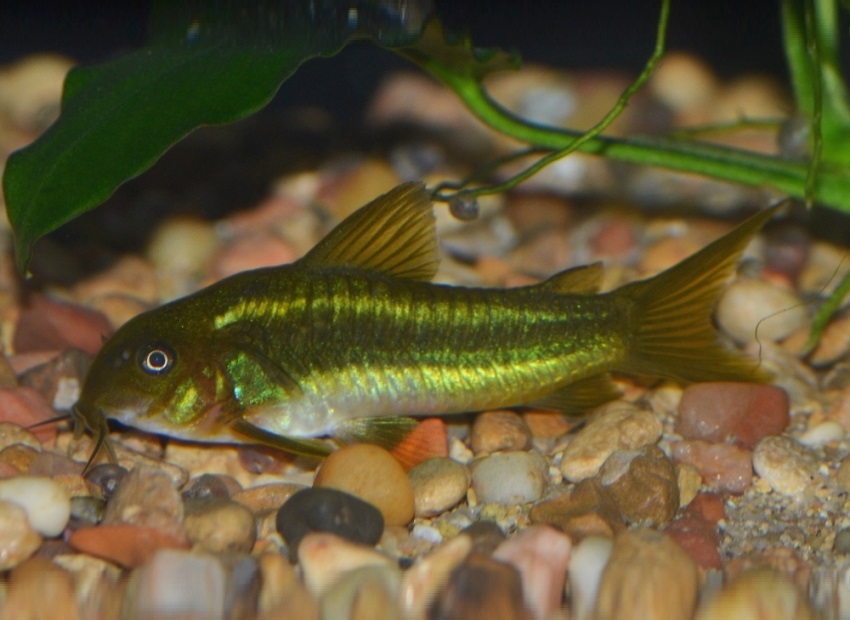 Corydoras sp. (CW009)