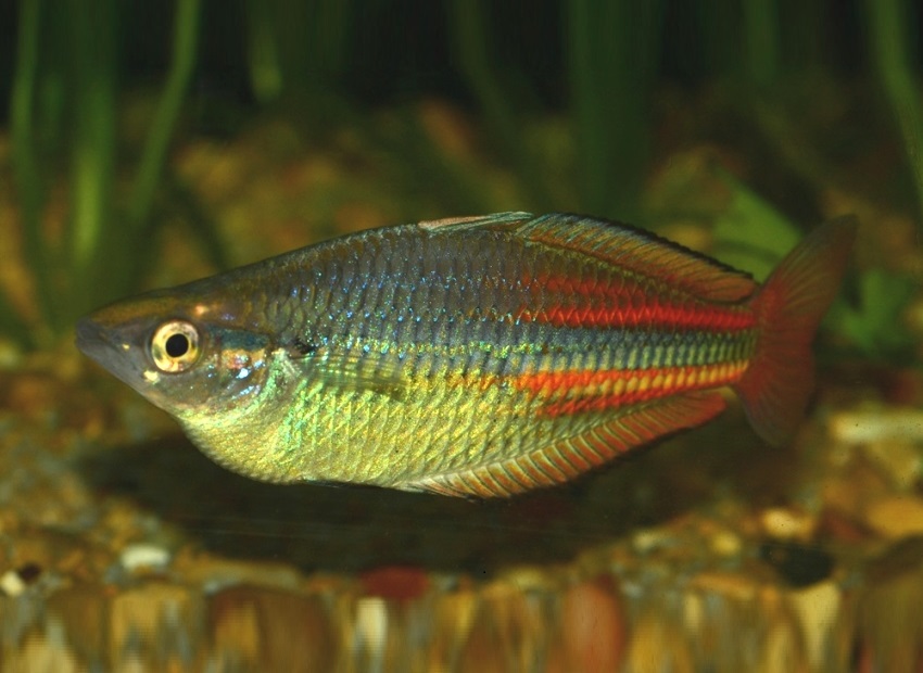 Melanotaenia affinis “Pagwi”